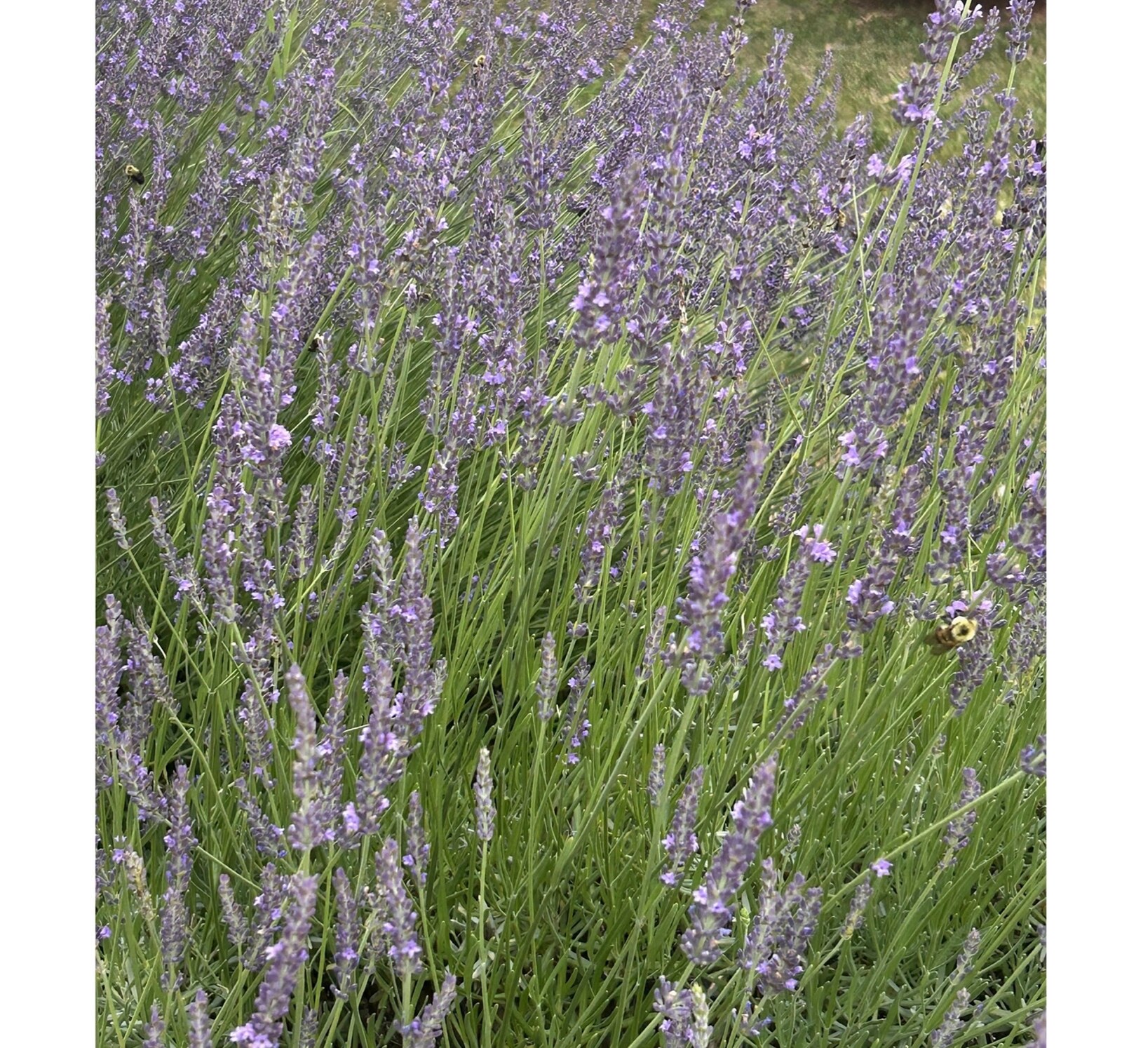 Lavender field in bloom