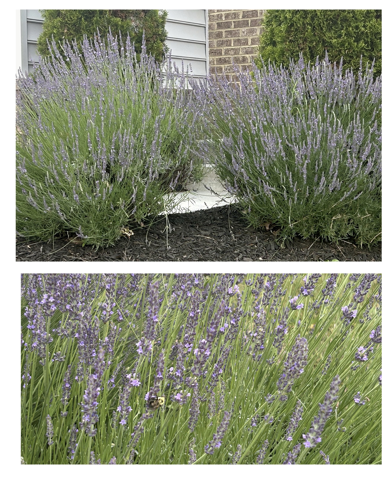 Two mature lavender bushes flanking a side stoop against brick and white siding