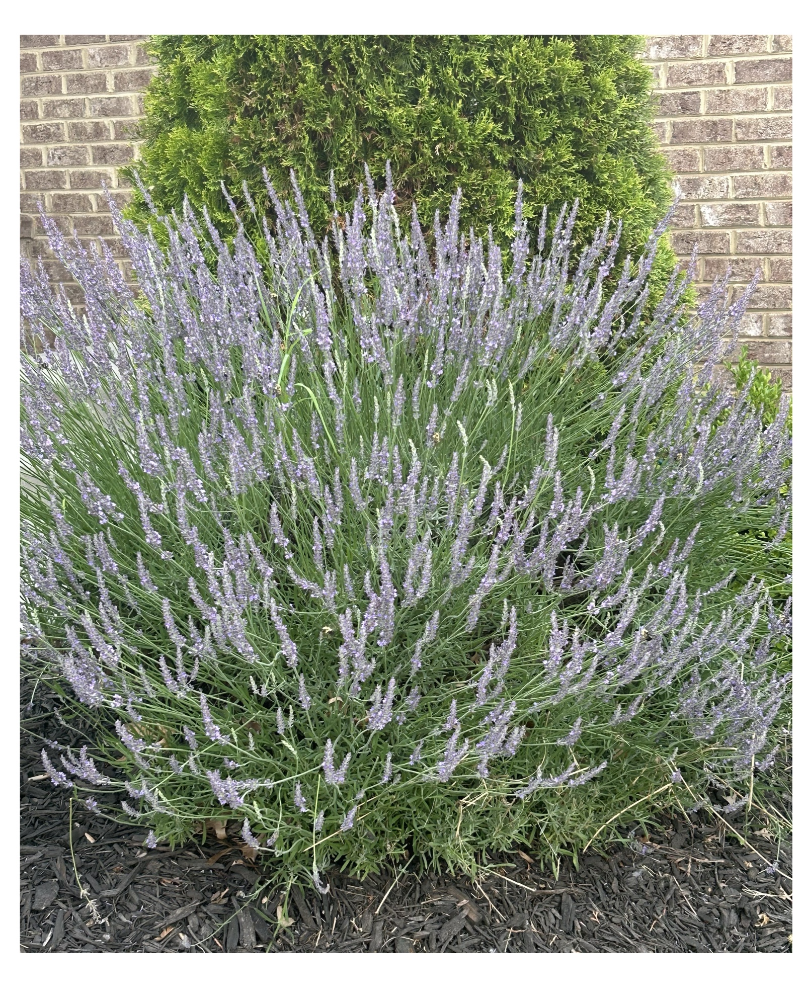Single mature lavender bush in full bloom against brick wall with manicured boxwood behind